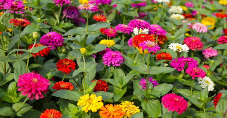 9 Flowers Tennessee Gardeners Are Rushing To Plant This May Before It’s Too Late