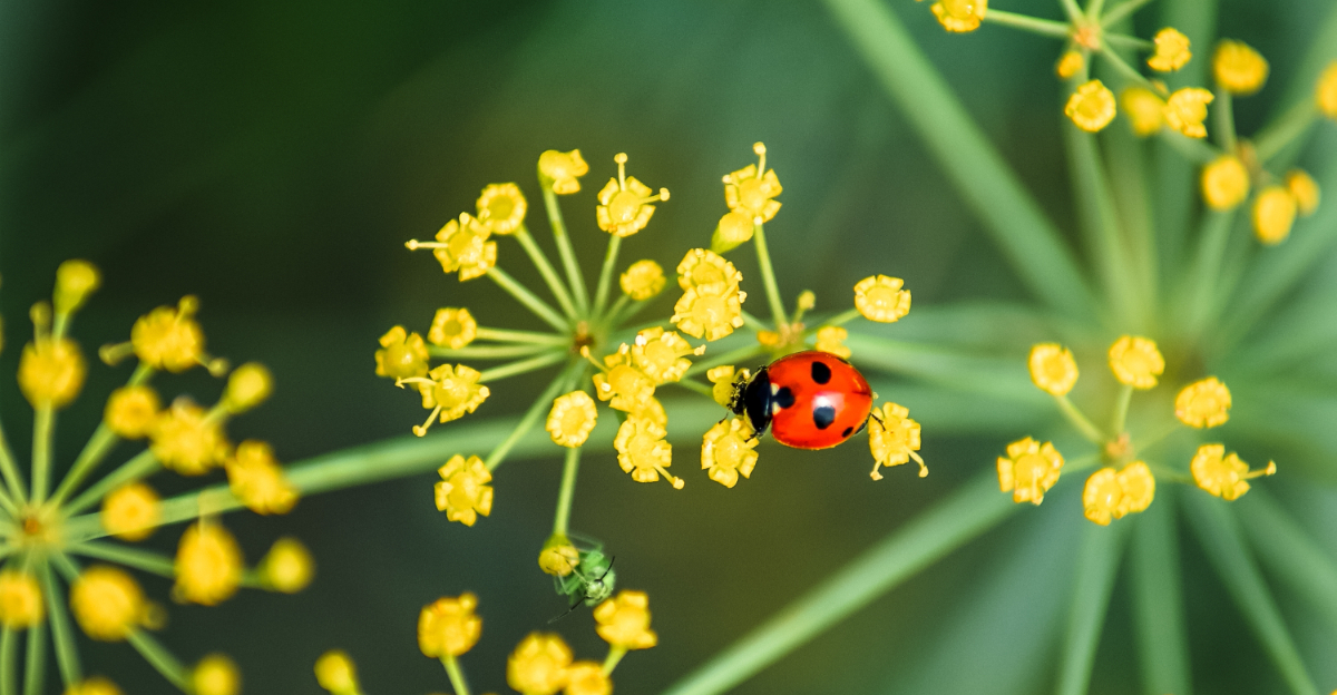 ladybug on dill flower