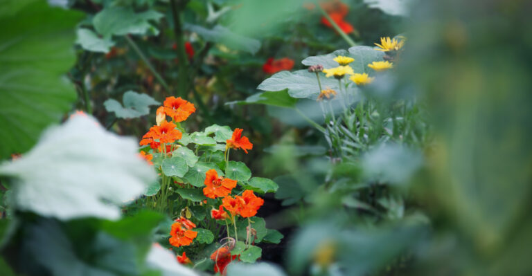 9 Flowers You Should Always Plant Near Vegetables In Oregon