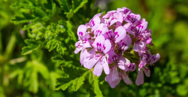 9 Fragrant Flowers That Won’t Overwhelm Small California Gardens