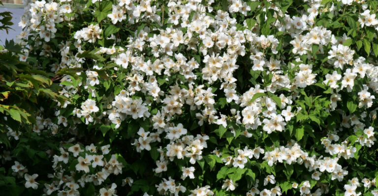9 Fragrant Plants That Give Your California Yard Privacy And Beautiful Scent