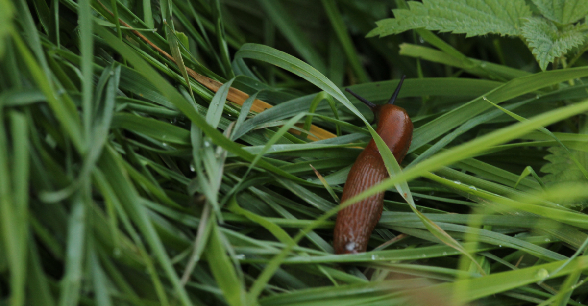 slug in grass