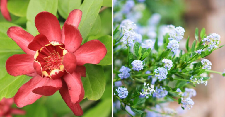 9 Low-Water Plants That Actually Perform Well In Virginia Summers