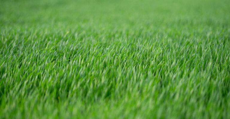 9 May Watering Mistakes Most Colorado Homeowners Make