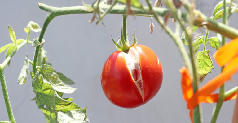 9 Mistakes That Cause Virginia Tomatoes To Split And How To Handle Them