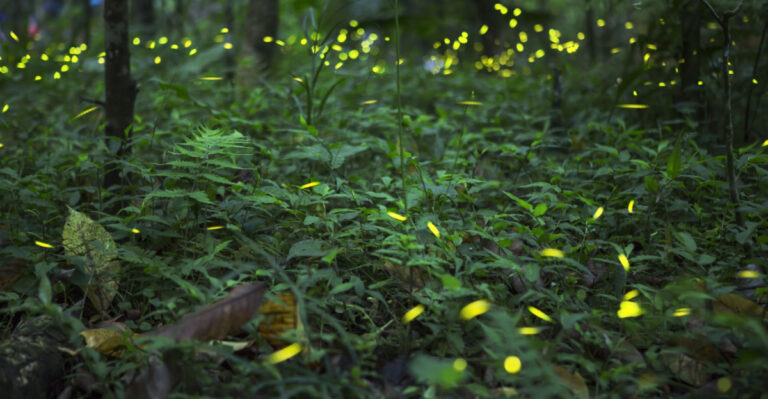 9 Native North Carolina Plants That Support Fireflies In Your Yard