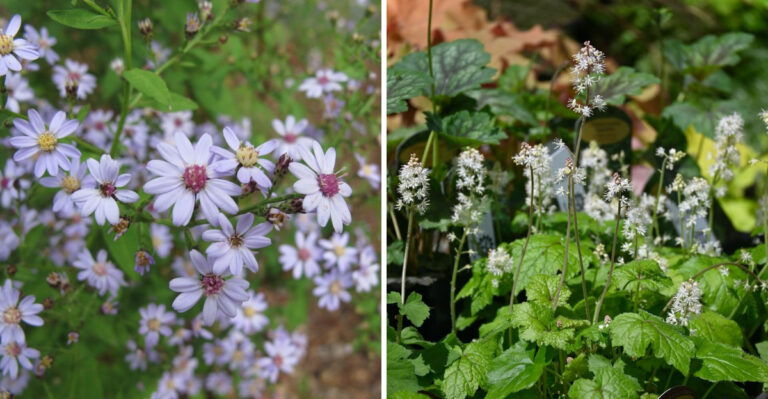 Blue Wood Aster and Foamflower