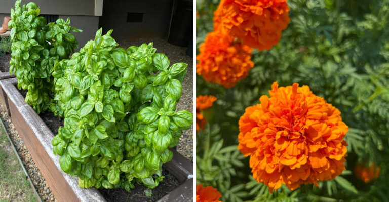 9 Natural Smells That Help Keep Critters Away From Georgia Gardens
