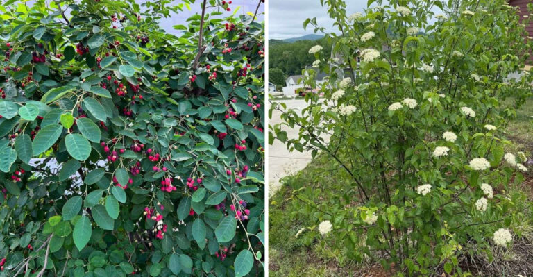 9 Ohio Plants That Turn Your Yard Into A Quiet Retreat From Street Noise