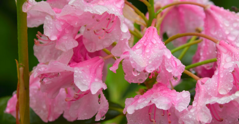 9 Oregon Garden Plants That Look Better After A Spring Rain