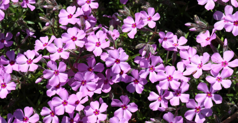 9 Pet-Safe Groundcovers Tennessee Homeowners Are Planting This May
