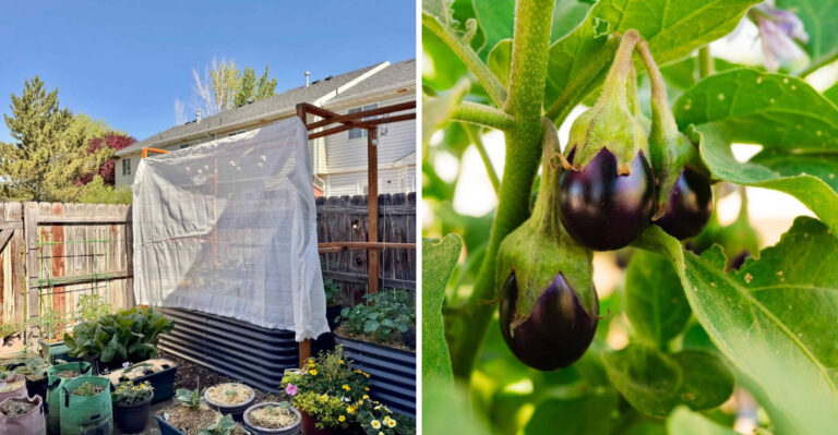 9 Plants Arizona Gardeners Protect With Shade Cloth In Late Spring