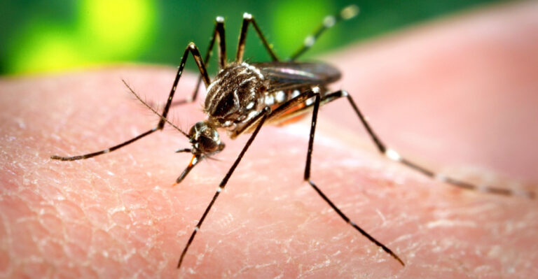 9 Plants That Actually Repel Mosquitoes On Missouri Patios
