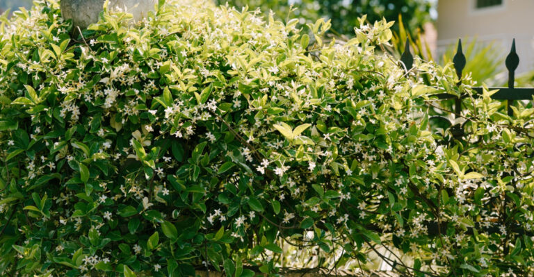 9 Plants That Give Your California Yards Privacy Without Spending A Fortune