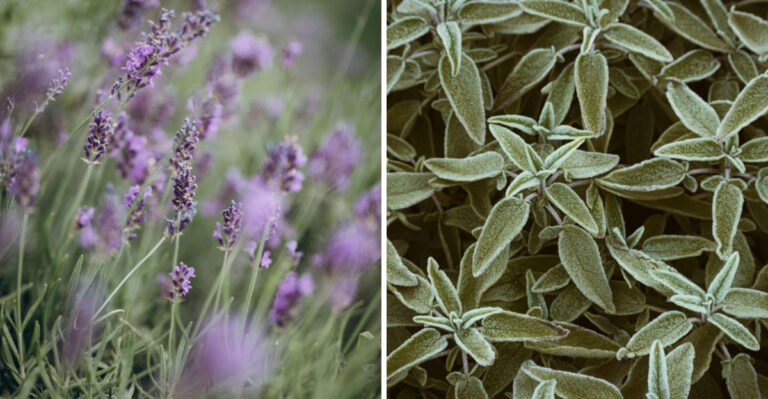 9 Plants That Keep Critters Out Of Your Indiana Garden