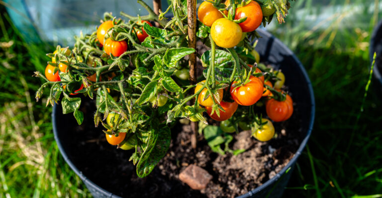 tomatoes (featured image)