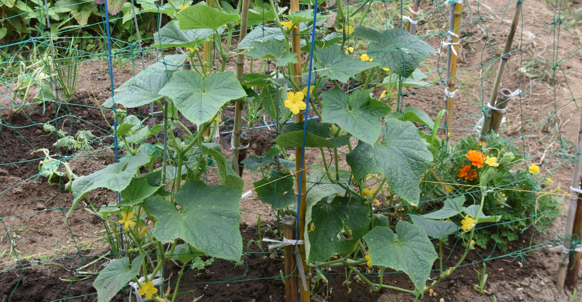 cucumbers in garden