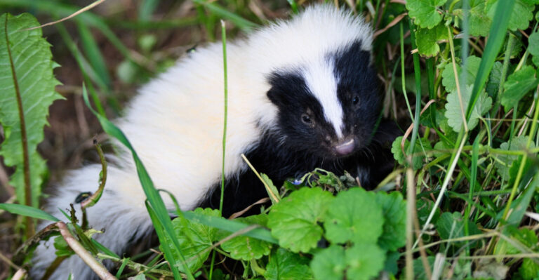 9 Quiet Clues Skunks Leave Behind In Iowa Yards Overnight