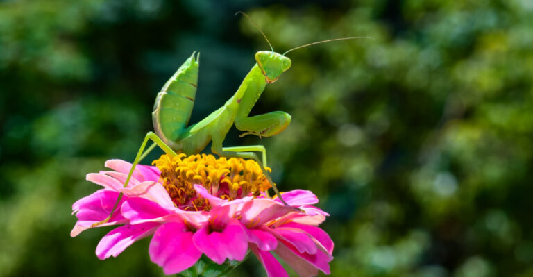 9 Reasons A Praying Mantis In Your New York Garden Is A Good Sign
