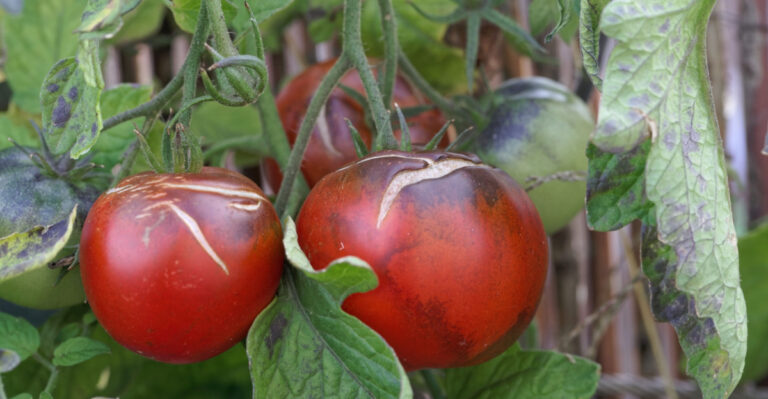 9 Reasons Why Your Tomatoes Are Splitting In New Jersey And How To Stop It Before It Gets Worse