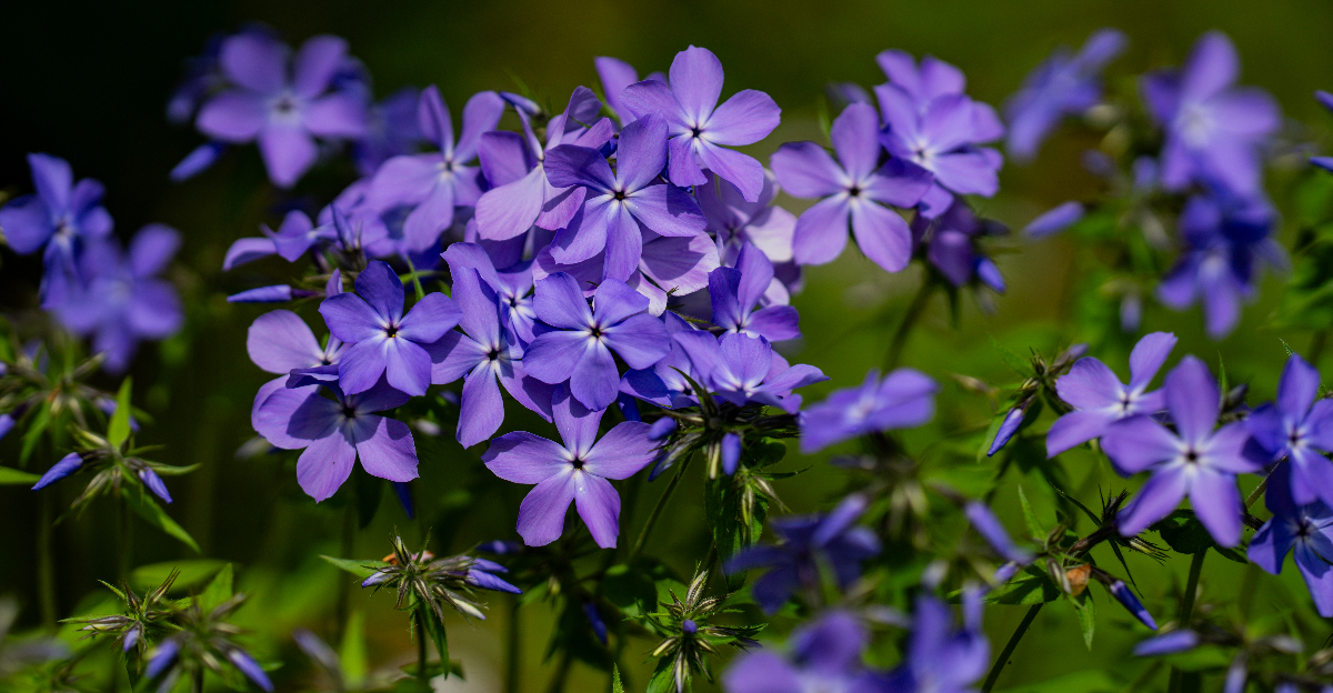 © Image Credit: Volodymyr TVERDOKHLIB / Shutterstock