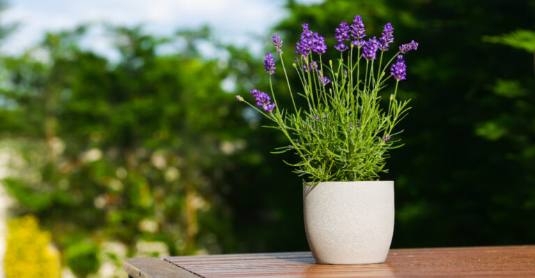 potted lavender
