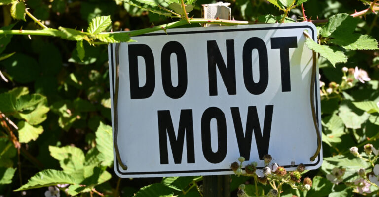 9 Surprising Things No Mow May Does To A Virginia Lawn In Just 30 Days