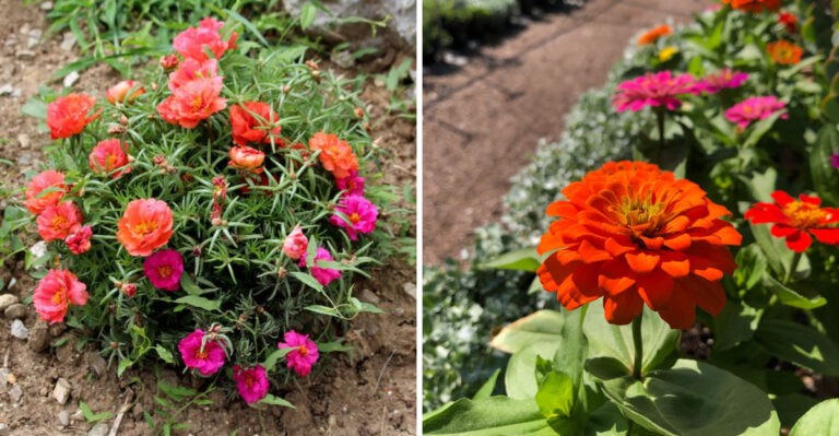 moss rose and zinnia