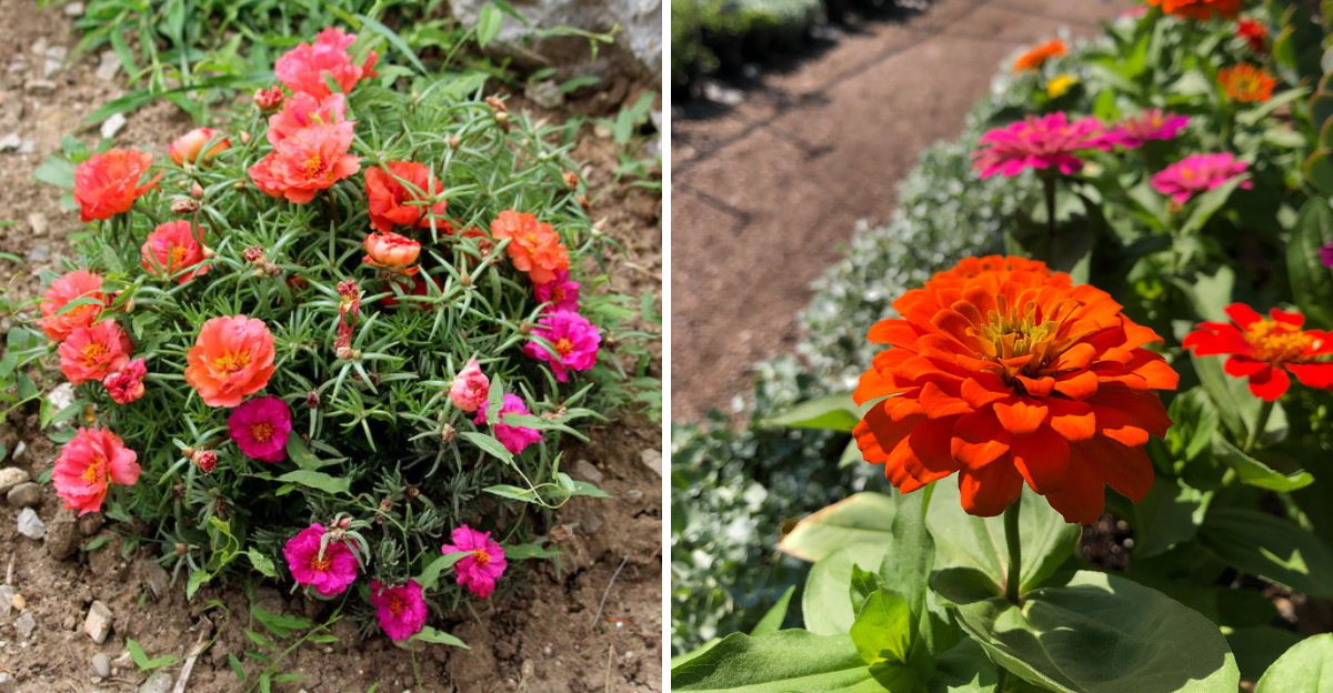 moss rose and zinnia