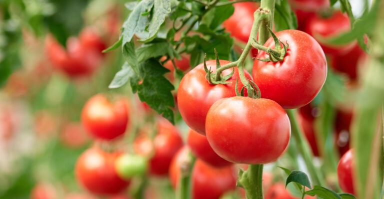 9 Tomato Mistakes Illinois Gardeners Make Every Summer (And How To Fix Them)