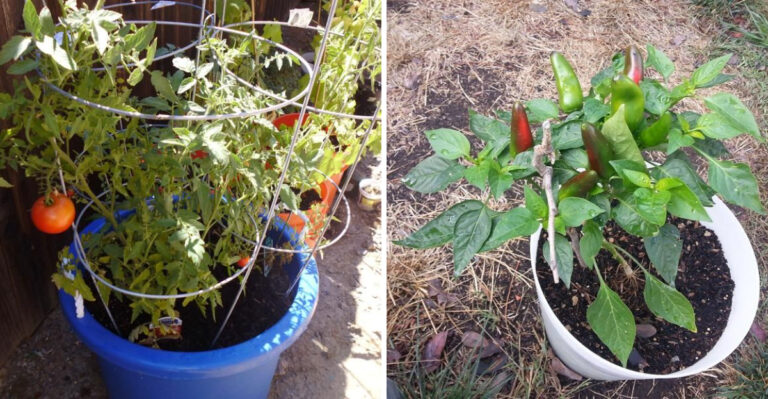 9 Veggies You Can Grow In 5-Gallon Buckets In Georgia This May