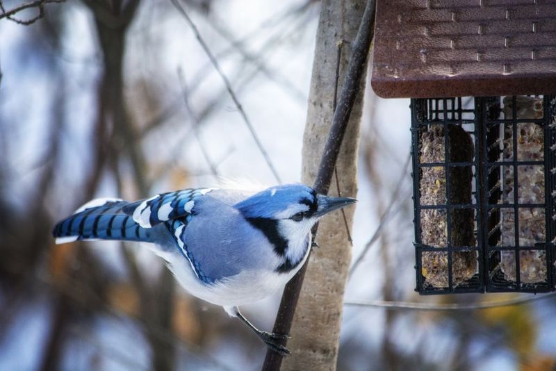 A Blue Jay Visit Is A Reminder To Notice The Wild Around You