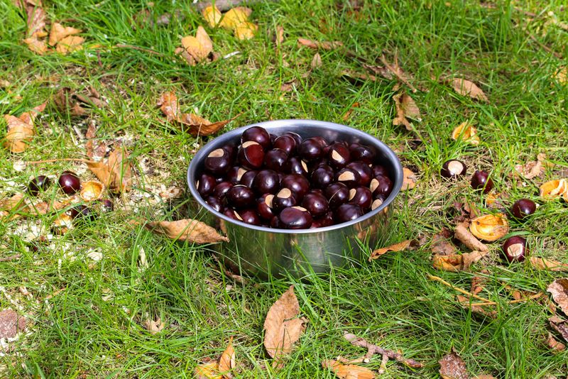 A Buckeye Near Play Areas Needs Extra Cleanup A Buckeye Near Play Areas Needs Extra Cleanup