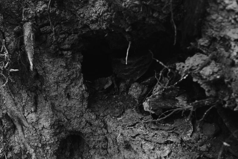 A Burrow Appeared Under Your Deck Or Shed A Burrow Appeared Under Your Deck Or Shed