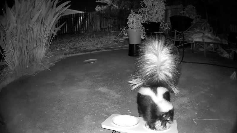 A Chunky Black-And-White Animal Keeps Appearing At Dusk A Chunky Black-And-White Animal Keeps Appearing At Dusk