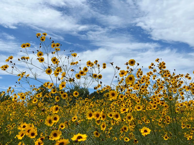 A Clean Open Spot Gives Seed A Better Start