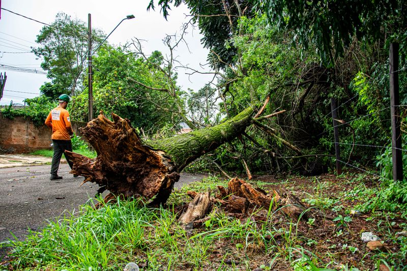 A Fallen Tree May Trigger Insurance Claims Or Liability Questions 
