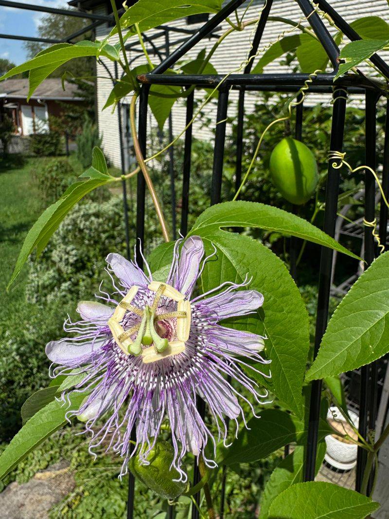 A Fence Gives This Native Vine Room To Climb A Fence Gives This Native Vine Room To Climb