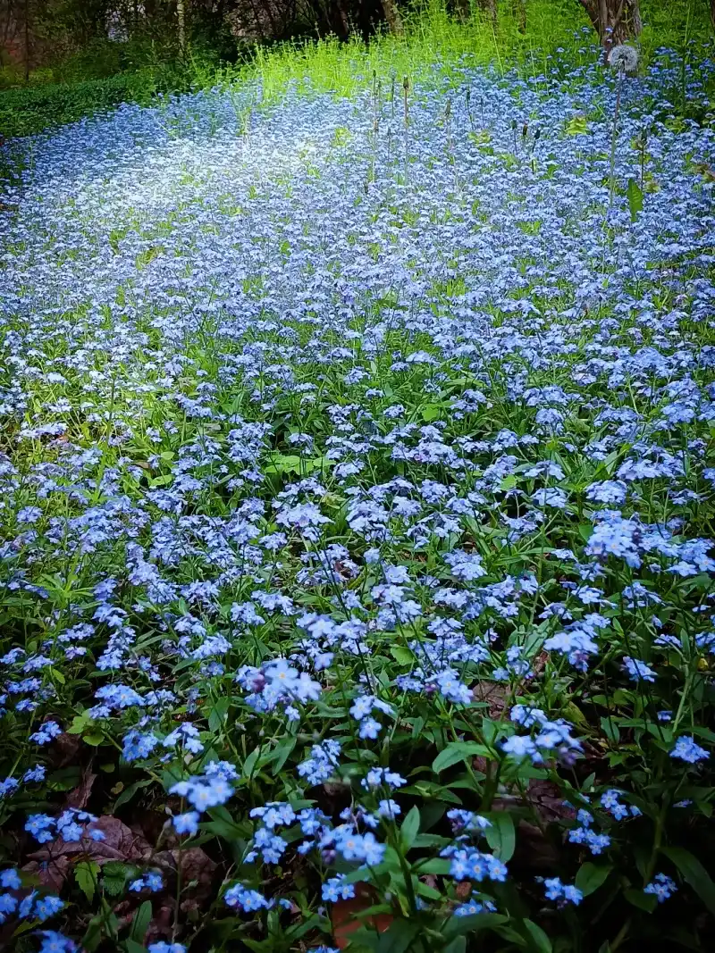 A Few Plants Can Turn Into A Spring Carpet A Few Plants Can Turn Into A Spring Carpet