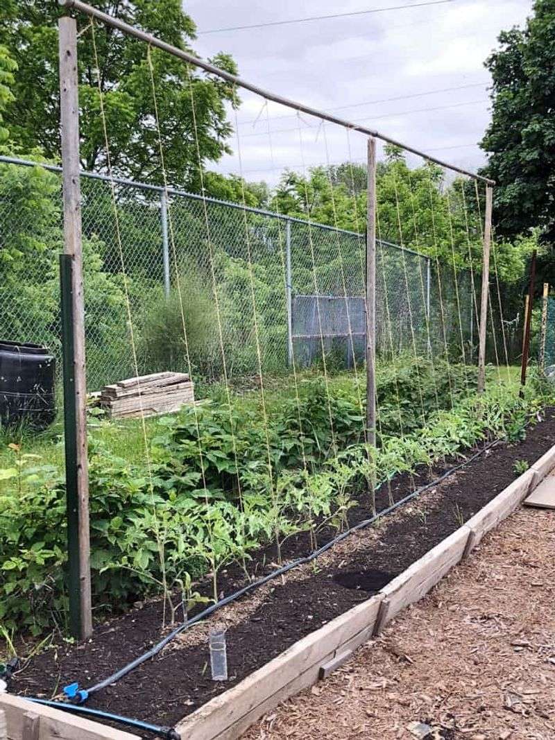 String Trellis Saves Space For Tomatoes And Cucumbers