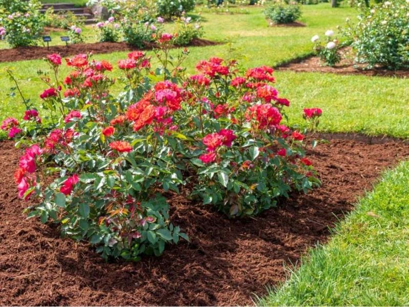 A Fresh Layer Of Mulch