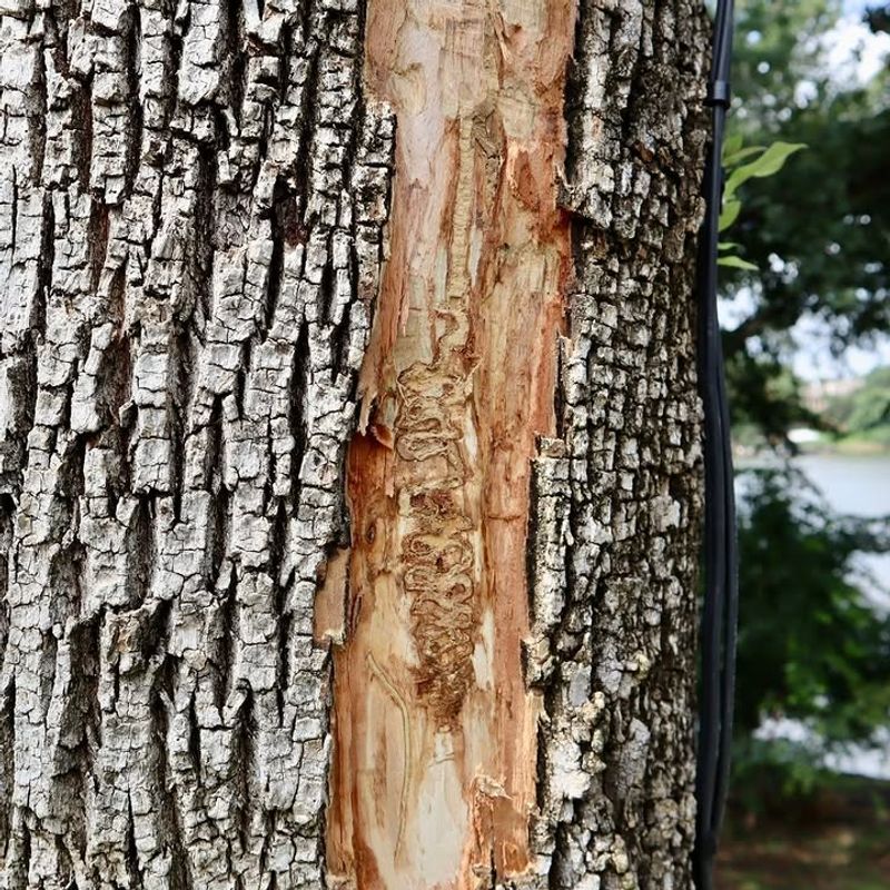 A Healthy Looking Ash Tree Declining Fast