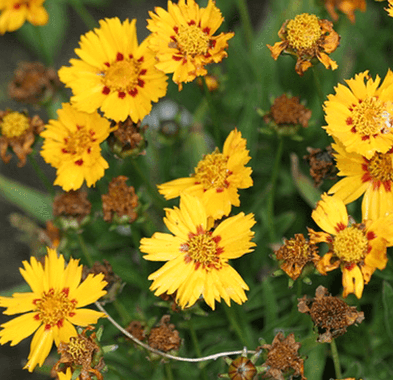 A Light Summer Cutback Can Refresh Tired Plants