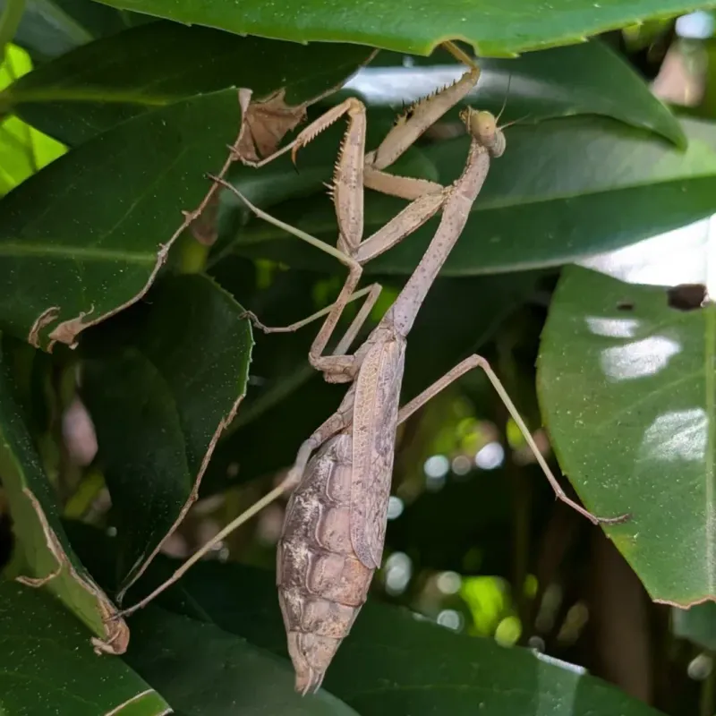 A Mantis Appears When Habitat Feels Worth Using