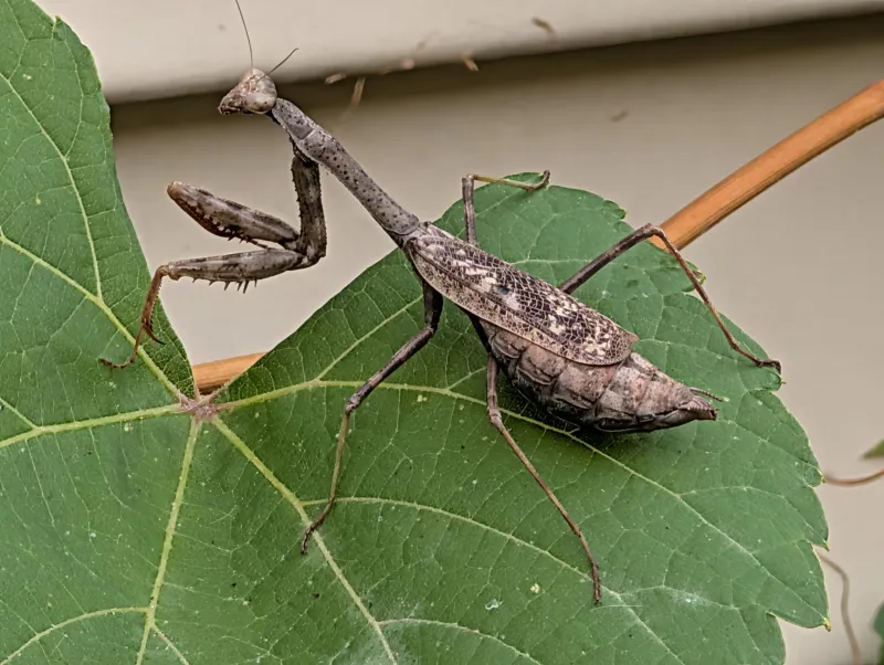 A Mantis May Hunt Pests, Pollinators, And Other Helpful Insects