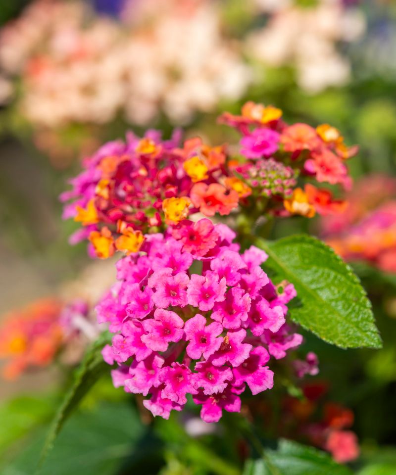 A Midseason Trim Can Refresh Tired Plants