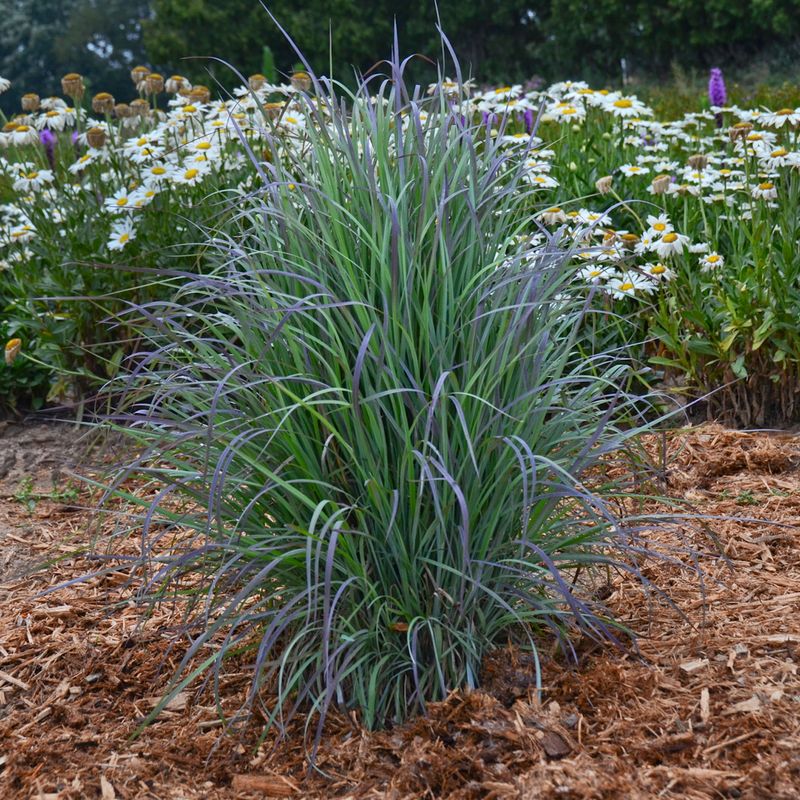 A Powerhouse For Native Wildlife Right In Your Own Yard