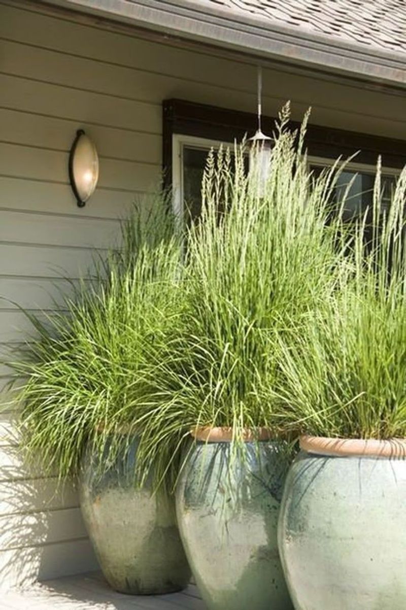 A Practical, Multi-Purpose Patio Plant