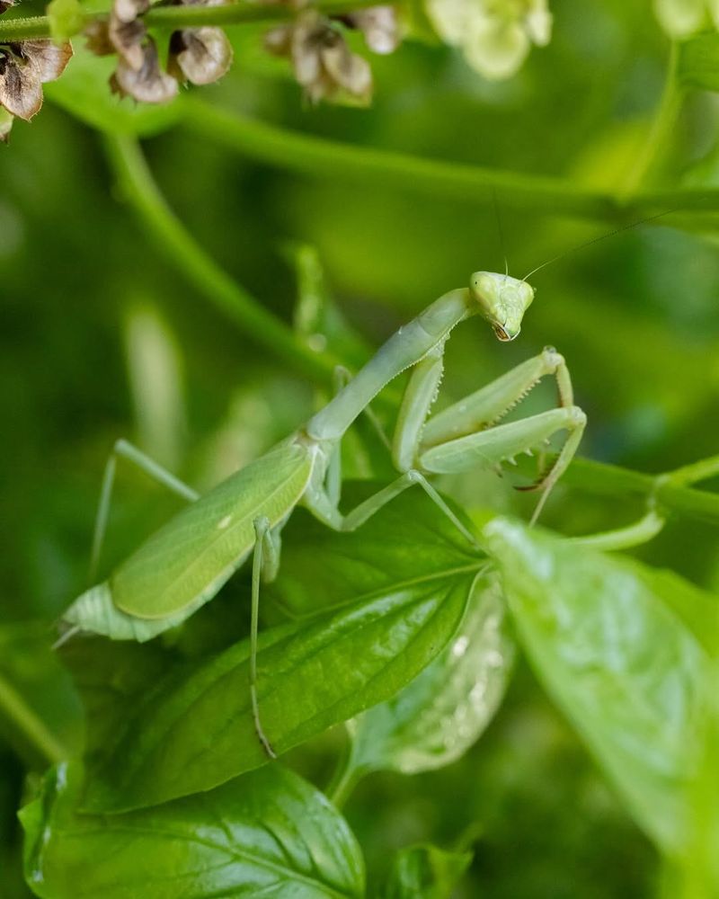 A Praying Mantis Means Your Garden Has Prey
