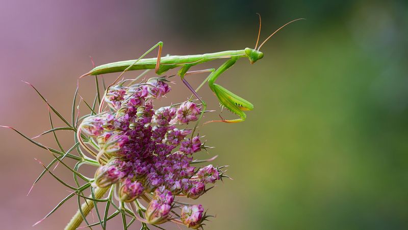 A Praying Mantis Usually Means Your Garden Has Prey